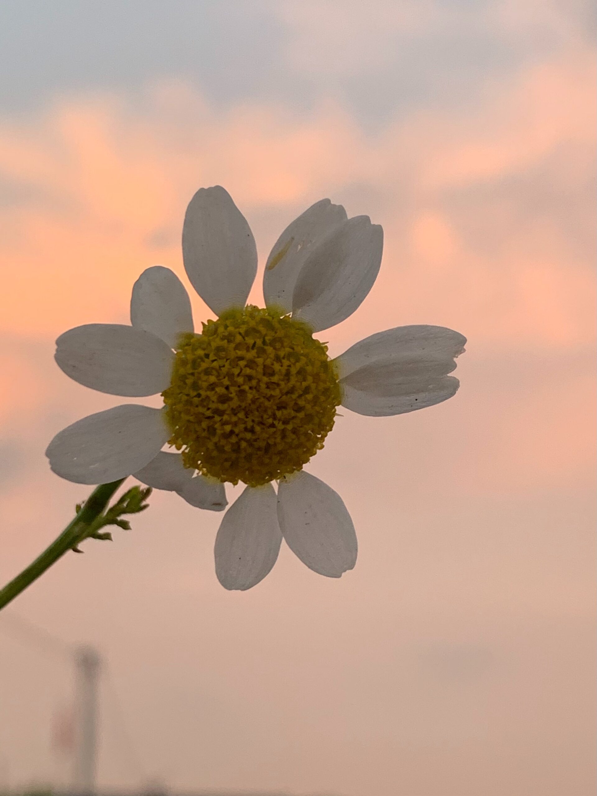 wittebloem